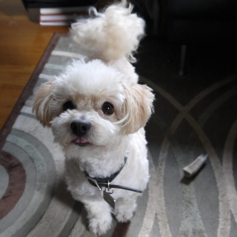 Adorable pink tongued doggy